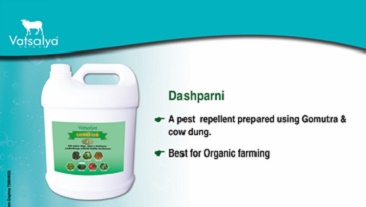 dashparni